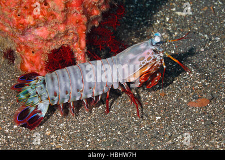 Canocchia Pavone, Odontodactylus scyllarus, noto anche come un Arlecchino Canocchia, dipinta Canocchia e clown Canocchia. Foto Stock