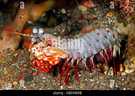 Canocchia Pavone, Odontodactylus scyllarus, noto anche come un Arlecchino Canocchia, dipinta Canocchia e clown Canocchia. Foto Stock