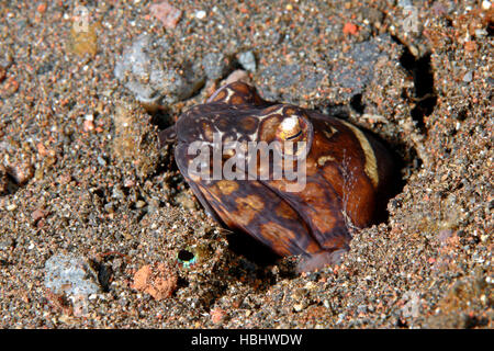 Napoleone Snake Anguilla, Ophichthus bonaparti. Noto anche come clown Snake Anguilla. Tulamben, Bali, Indonesia. Mare di Bali, Oceano Indiano Foto Stock