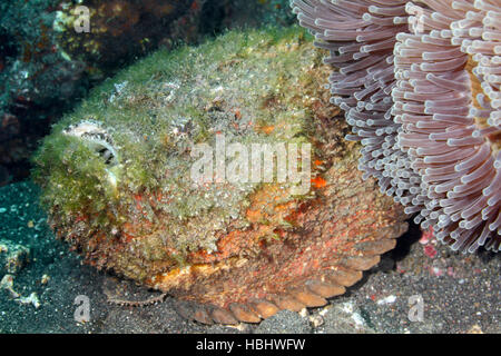 Reef pesci pietra, Synanceia verrucosa. Questo pesce è altamente velenosi. Tulamben, Bali, Indonesia. Mare di Bali, Oceano Indiano Foto Stock
