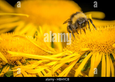 Bee raccogliendo il polline Foto Stock