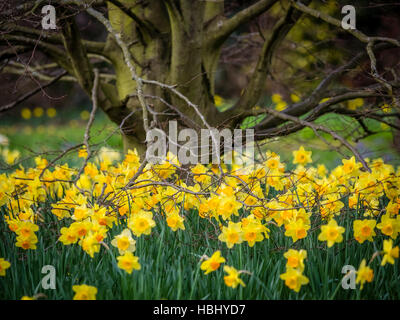 First yellow daffodils Foto Stock