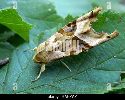 Sfumature di angolo Moth Foto Stock