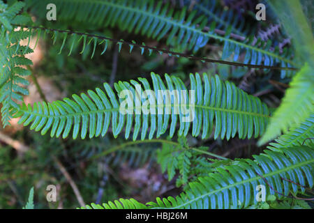 Disco, felce Blechnum spicant Foto Stock