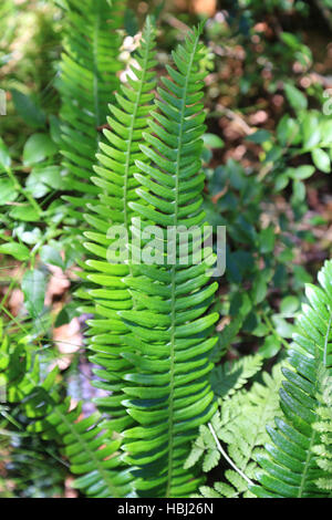 Disco, felce Blechnum spicant Foto Stock