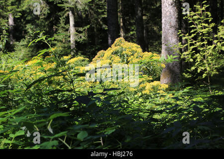 Oro europeo, Solidago virgaurea Foto Stock