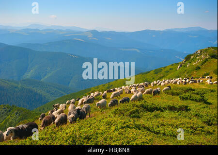 Pecore di pascoli in montagna Foto Stock