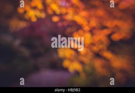 Diffonde i colori autunnali Foto Stock