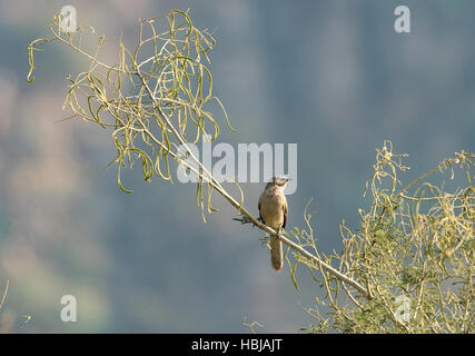 Grandi Babbler grigio Foto Stock