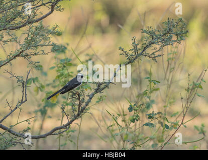 Pied Wagtail (Motacilla alba) appollaiato su un ramo Foto Stock