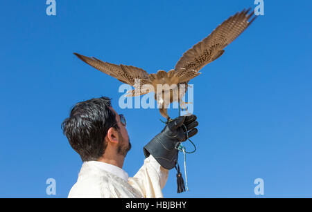 L'uomo tenendo un saker falcon oh il suo braccio contro un cielo blu Foto Stock