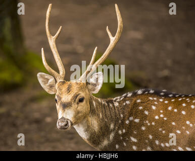 Spotted deer buck immagine ritratto Foto Stock