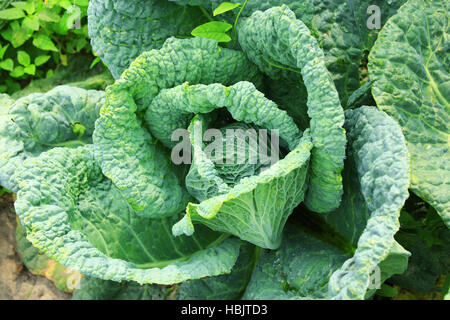Il cavolo con grosse foglie Foto Stock