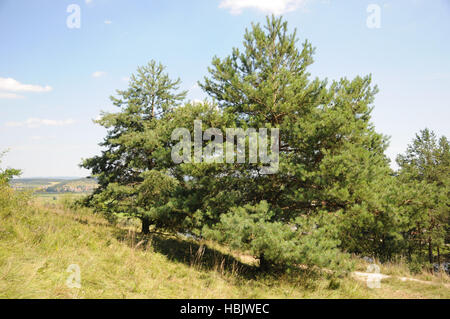 Pinus sylvestris, pino silvestre Foto Stock