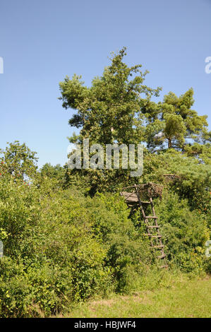 Pyrus pyraster, selvatico europeo pera Foto Stock