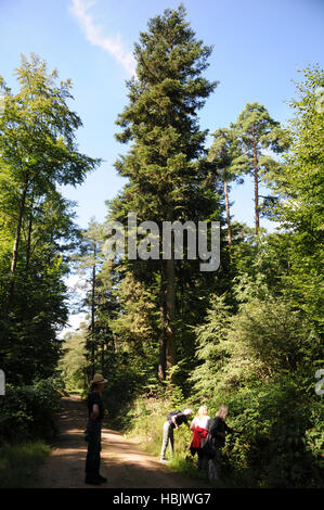 Abies alba abete bianco Foto Stock