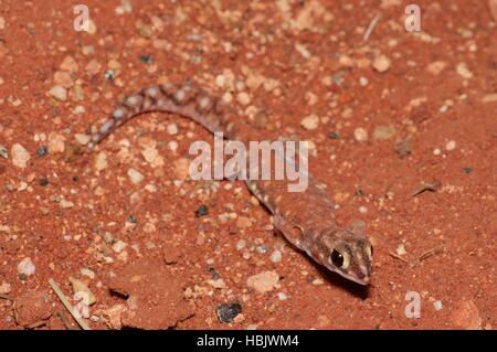 Un Western fatturati Gecko (Rhynchoedura ornata) dopo emergente dalla sabbia rossa di notte nel Territorio del Nord, l'Australia Foto Stock