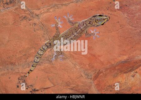 Un velluto in marmo Gecko (Oedura marmorata) aggrappato a un rosso verticale di roccia in Ormiston Gorge, Territorio del Nord, l'Australia Foto Stock