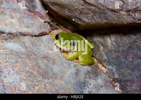 Un Centralian Raganella (Litoria gilleni) rannicchiato su un masso in Ormiston Gorge, Territorio del Nord, l'Australia Foto Stock