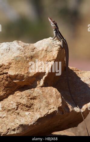 Un a becco lungo (e long-tailed) Dragon (Gowidon longirostris) su una roccia rossastra a West MacDonnell National Park, Australia Foto Stock