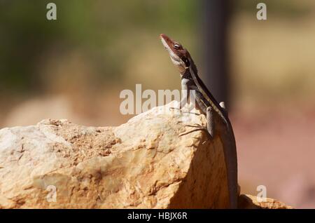 Un a becco lungo (e long-tailed) Dragon (Gowidon longirostris) su una roccia rossastra a West MacDonnell National Park, Australia Foto Stock