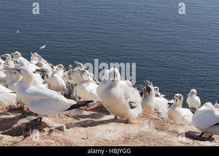 Northern Gannet sull isola di Helgoland Foto Stock