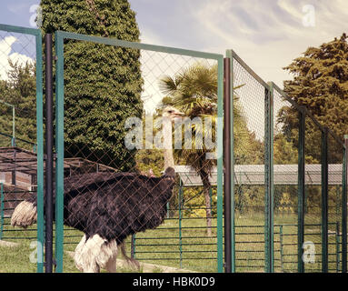 Ostrich dietro il recinto del contenitore. Foto Stock