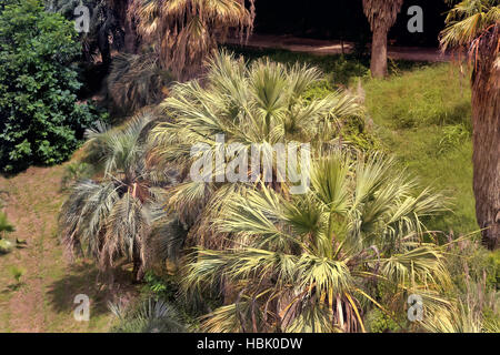 Arboreto di piante tropicali e subtropicali. Foto Stock
