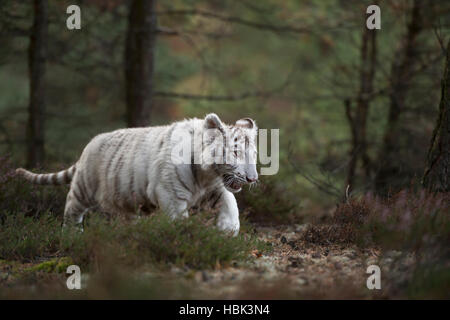 Royal tigre del Bengala / Koenigstiger ( Panthera tigris ), bianco morph, giovani, cute animale, intrufolarsi attraverso una foresta. Foto Stock