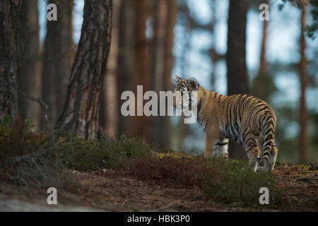 Royal tigre del Bengala / Koenigstiger ( Panthera tigris ) in piedi su una piccola collina nel bosco, retro, vista guardando in disparte, timido. Foto Stock