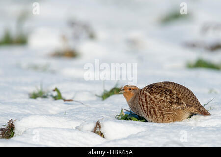 La Starna / Rebhuhn ( Perdix perdix ) in inverno su una coperta di neve campo, alla ricerca di cibo, guardando, giornata soleggiata, l'Europa. Foto Stock