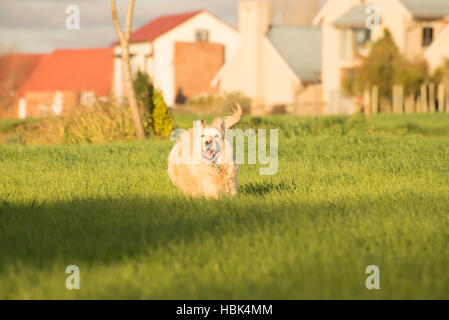 Il Golden Retriever in esecuzione nei campi Foto Stock