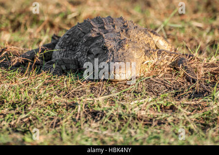 Coccodrillo del Nilo sulla riva del fiume Foto Stock