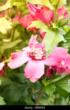 Bellissimi fiori di ibisco su una mattina di sole Foto Stock