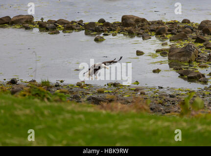 Eagle Foto Stock