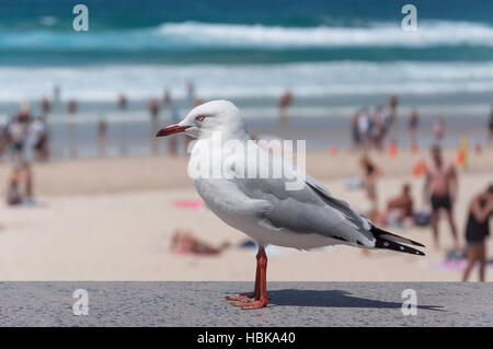 Seagull sulla parete del mare, l'Esplanade, Surfers Paradise, Città di Gold Coast, Queensland, Australia Foto Stock