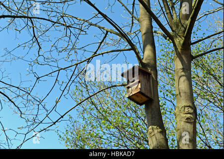 Scatola di nidificazione nella struttura ad albero Foto Stock