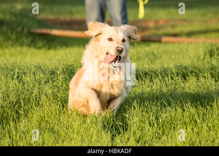 Il Golden Retriever in esecuzione in erba verde. Foto Stock