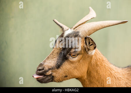 Ritratto di un pigmeo di capra Foto Stock