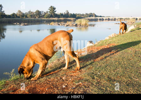 Due cani boerboel lungo il fiume. Foto Stock