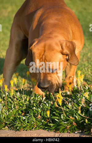 Cane Boerboel annusare i fiori Foto Stock