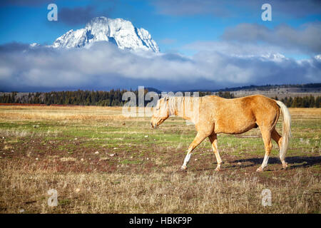 Cavallo al pascolo nel Parco Nazionale di Grand Teton, Wyoming negli Stati Uniti. Foto Stock