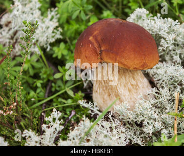 Fungo Porcino su moss nel mese di settembre Foto Stock