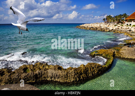 Seagull sul mare nel parco vicino a Cozumel Foto Stock