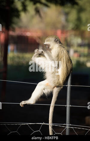 Vervet monkey giocando sulla recinzione Foto Stock