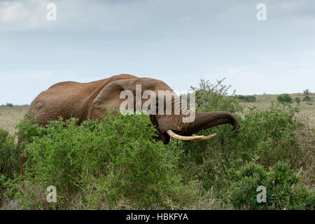 Tempo di mangiare - Bush africano Elefante Foto Stock