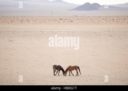 Due cavalli selvaggi nel deserto Foto Stock