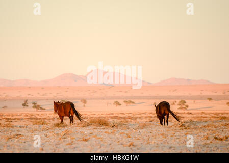 Cavalli a piedi nel deserto. Foto Stock