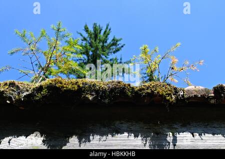 Giovani abeti crescente sul tetto Foto Stock