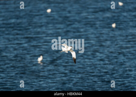 Un flying Avocet a due Tree isola contro uno sfondo di colore blu scuro acqua Foto Stock